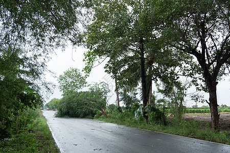 断了的树木倒在路上 阻塞交通图片
