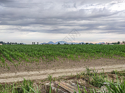 意大利玉米种植情况 2图片