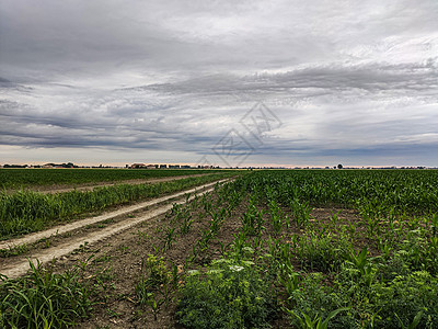 意大利玉米种植情况 3图片