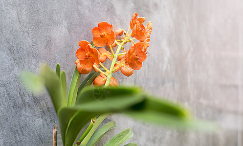 花兰花把选择性花朵放在墙壁背景上植物学花园太阳叶子植物群兰花植物图片花束花瓣图片