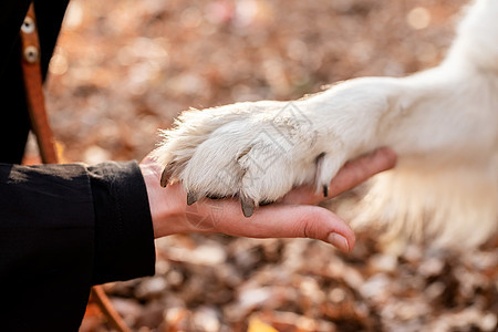 金发金发女人 握着她的狗的爪子宠物生活猎犬犬类友谊哺乳动物阶梯白色小狗树叶图片