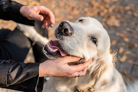 女人在公园里拥抱她的救狗犬图片