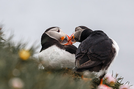 拉特拉巴贾尔格悬崖 威斯特夫州动物群生活岛屿朋友们鸟类羽毛宠物海鸟海岸线恋人图片
