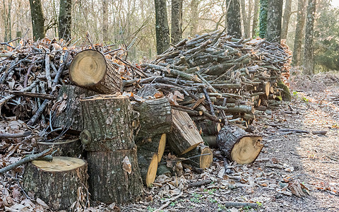 森林中的木柴堆绿色林业环境日志木头工作松树壁炉记录树干图片