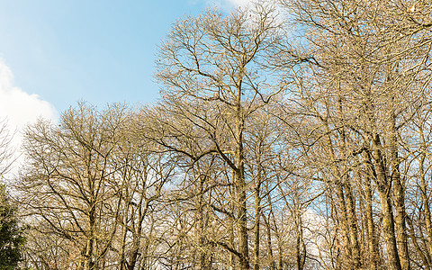 在树林里 意大利尼米森林乡村树木国家风景农村森林蓝色天空旅游爬坡图片