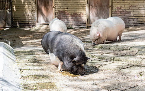 农猪农场哺乳动物耳朵乡村干草猪肉稻草配种粉色食物图片