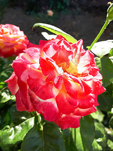 美丽的红玫瑰盛开在花圃中 开花的玫瑰图片