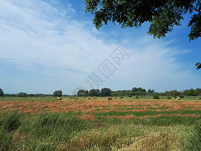 海在森林地带和蓝天的背景上 美丽的风景 美丽的天空场地季节小麦农田场景草地草堆土地稻草蓝色图片