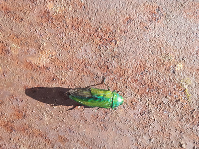 闪亮的绿甲虫爬到钢管上动物学臭虫叶子金子漏洞宝石荒野昆虫植物动物图片