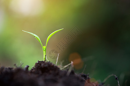 在大大自然中 紧闭婴儿的发芽绿色生活幼苗季节农场宏观生态植物学叶子种子图片