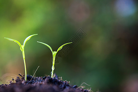 在大大自然中 紧闭婴儿的发芽绿色园艺植物学种子农场土壤幼苗农业生长生态图片