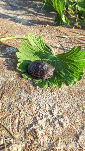海龟幼崽 一个穿小壳的小人季节动物龟甲盔甲工作室幼兽游客荒野热带海岸图片
