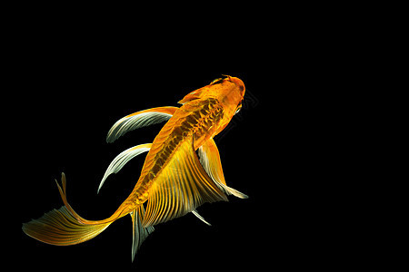 蝴蝶小树黑背景场景水族馆海洋鲫鱼动物金鱼金子热带彗尾橙子白色图片