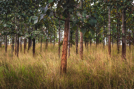 自然植物景观和绿色树枝 热带金草野林的自然风景背景图片