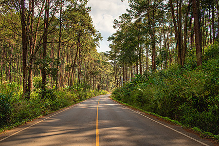 松林林地的街道沥青公路 夏季风景秀丽的乡村公路 乡村景观自然风景和山树图片