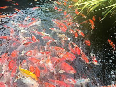 科伊鱼在水族馆游泳尾巴金鱼鲤鱼宠物饲养池塘花园五色金子脊椎动物图片