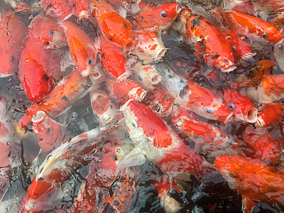 科伊鱼在水族馆游泳潜艇脊椎动物鲤鱼大屋金鱼尾巴池塘动物锦鲤大冢图片