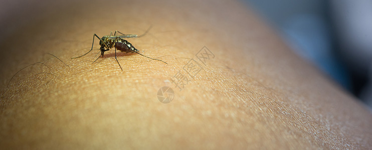 近距离的蚊子吸人手臂上的血药品发烧疟疾吮吸翅膀疾病传染性黑色皮肤伊蚊图片