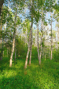 美丽的夏季风景野生动物蓝色森林树木场景城市树干阳光树林阴影图片