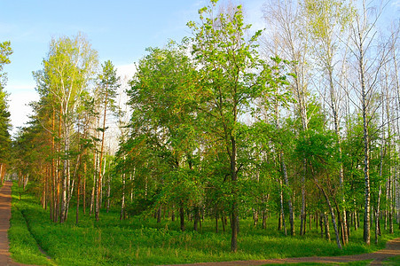 白树林的夏季风景阴影公园树干季节生长环境野生动物阳光树林桦木图片