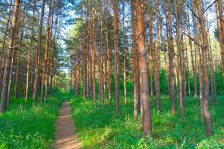 美丽的夏季风景植物松树野生动物季节森林人行道蓝色树林场景阳光图片