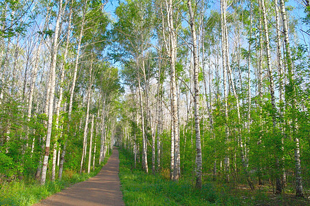 美丽的夏季风景叶子季节树干场景环境蓝色城市树林森林人行道图片