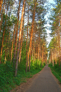 森林中的夏季景观植物场景花朵树叶松树蓝色阴影绿色人行道森林图片