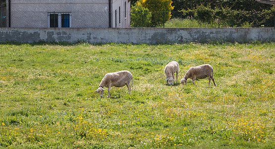 牧羊群在田野的草原上图片