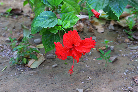 红花和芙蓉树在前卫背景图片