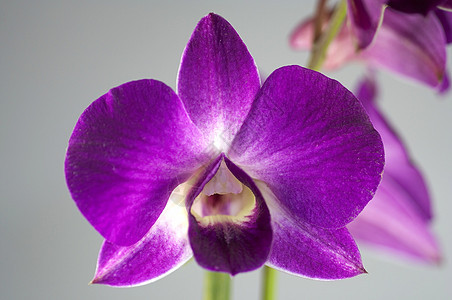 兰花植物群白色绿色紫色异国花瓣花束热带情调植物图片