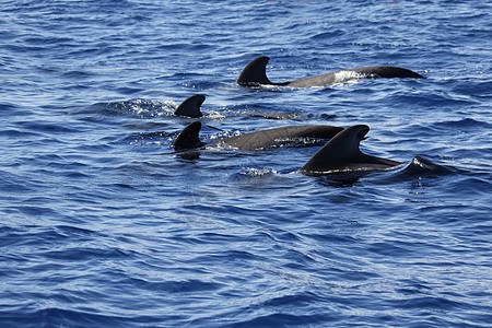 螺旋长鳍野生动物海浪动物鲸鱼游泳保护飞行员哺乳动物航鲸图片