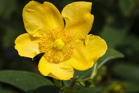 超精度草本植物野花荒野绿色宏观草本植物黄色植物群叶子图片