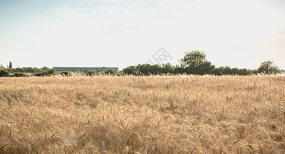 收割前在田地上特写小麦耳朵环境培育玉米植物收获病菌生态农场麸质谷物图片