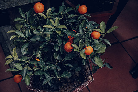 Kumquat树或辛图片