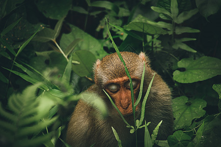 北方养猪的黑猴动物群猕猴猪尾热带环境热带雨林旅行动物绿色荒野图片