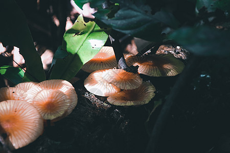 位于黑暗热带雨林底层的和平景象图片