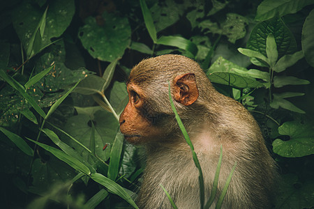 北方养猪的黑猴猕猴旅游野生动物热带森林灵长类动物群荒野热带雨林特写图片
