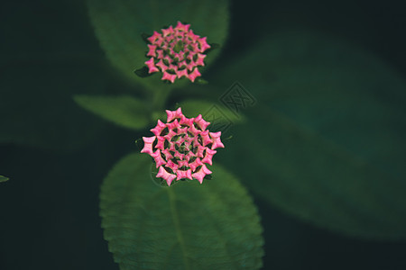 粉红彩色野花盛开 与黑暗绿色热带叶叶相对生态植物学植物电影绿色植物绿叶植物群背景生长健康图片