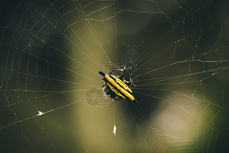 后背回旋翼蜘蛛异国森林摄影微距布工动物群情调野生动物天体环境图片
