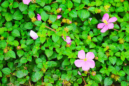 粉红女士 西班牙披肩 粉红色花朵 在花园开花环境植物植物群牡丹科墙纸公园叶子热带紫色生长图片