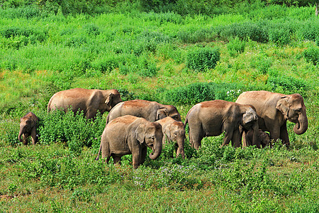Kui buri国家公园的亚洲野生大象图片