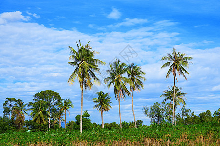 田里的椰子树和夏天的蓝天白云草地蓝色丛林棕榈场地国家地平线土地草原公园图片