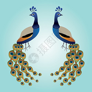 两个孔雀翅膀眼点微光羽毛象征动物尾巴眼斑伴侣鸟类图片