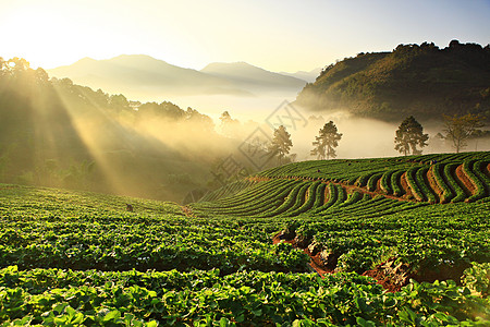 泰国清迈山草莓花园风景环境农业荒野场景旅行农村农场收成工人图片