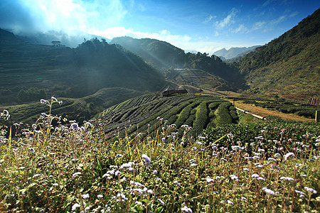 有机茶叶农场的风景(Tea农场 2000年)图片