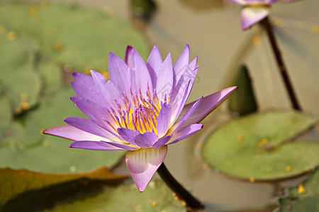 大自然背景的紫莲花开花图片