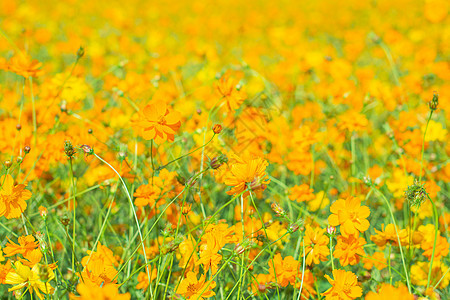 橙柳花花园背景季节植物群植物阳光花瓣绿色场地花坛黄色公园图片