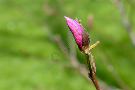 花园中的马格兰花花芽图片