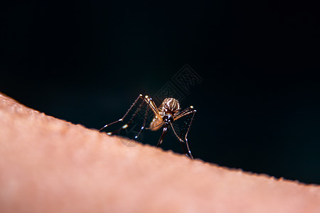 近距离的带条蚊子正在吃人皮肤上的血危险天线昆虫昆虫学动物老虎笨蛋宏观下雨发烧图片