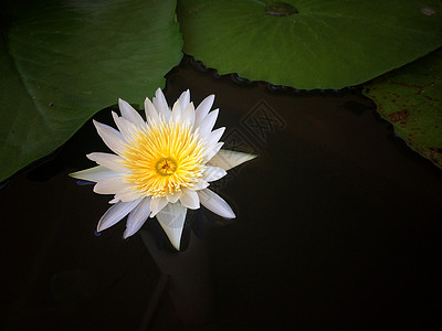 美丽自然的白莲花背景图片